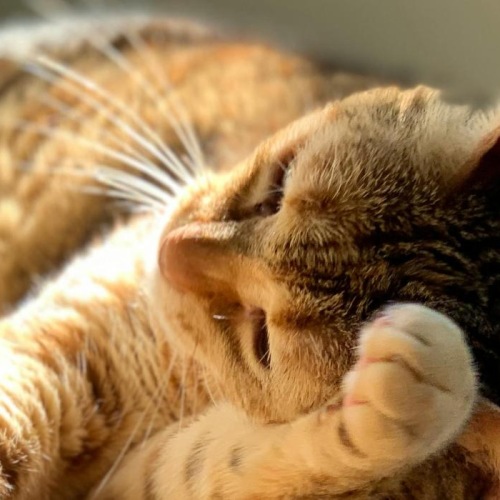 a cat lying in the sun